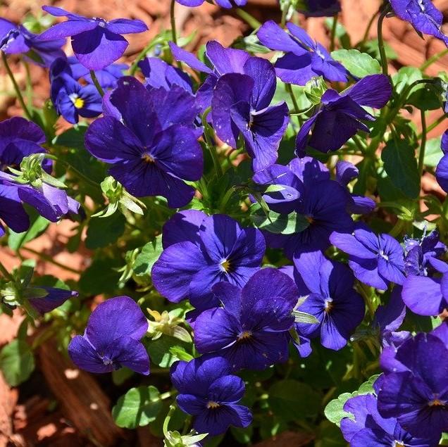 Viola cornuta 'Penny Deep Blue' ~ Penny™ Deep Blue Viola-ServeScape