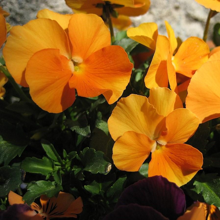 Viola cornuta 'Penny Deep Orange' ~ Penny™ Deep Orange Viola-ServeScape