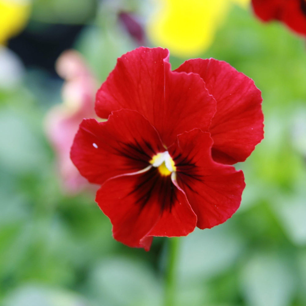 Viola cornuta 'Penny Red Blotch' ~ Penny™ Red Blotch Viola-ServeScape
