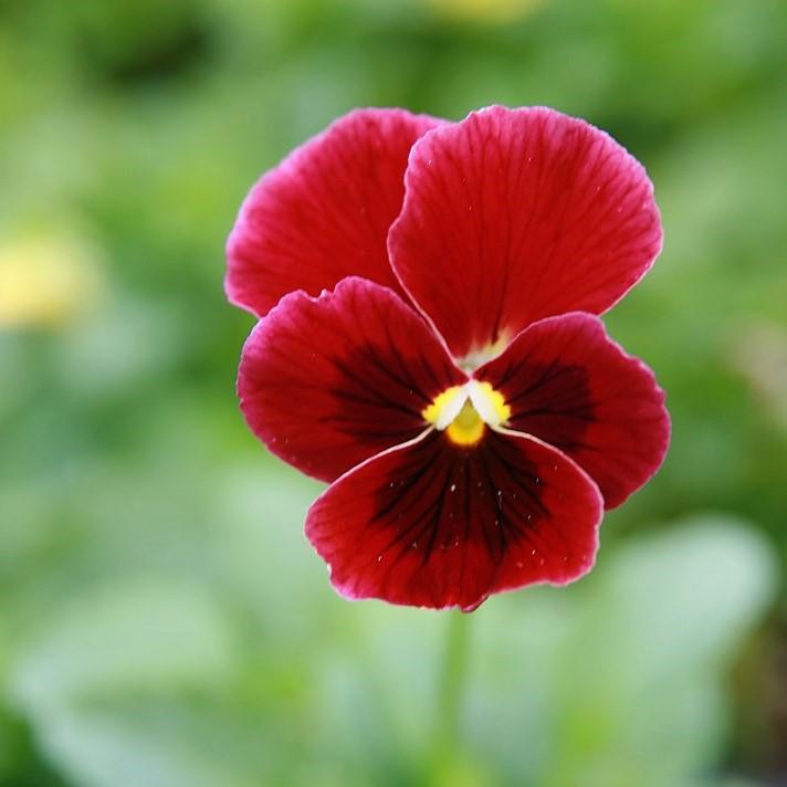 Viola cornuta 'Penny Red Blotch' ~ Penny™ Red Blotch Viola-ServeScape