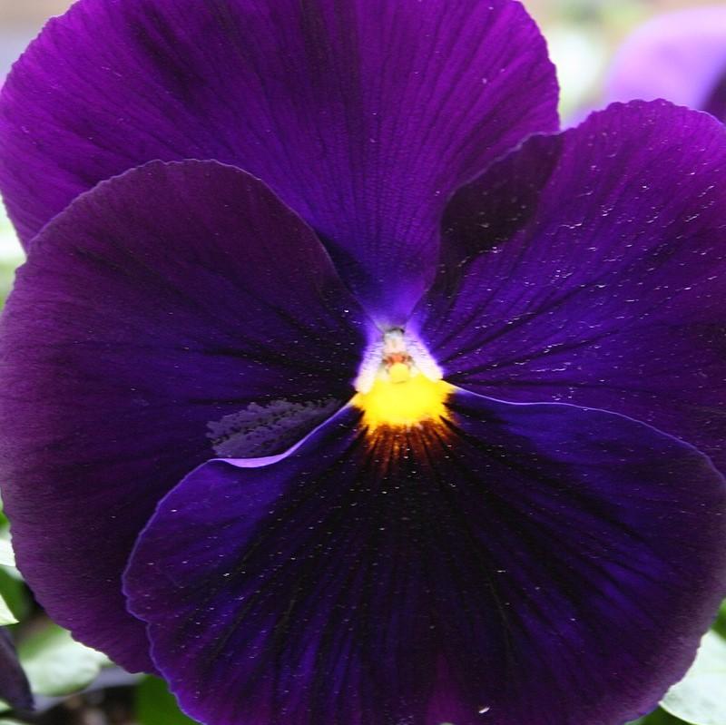 Viola cornuta 'Penny Violet' ~ Penny™ Violet Viola-ServeScape