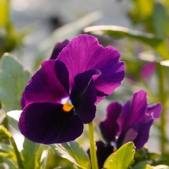 Viola cornuta 'Penny Violet' ~ Penny™ Violet Viola-ServeScape