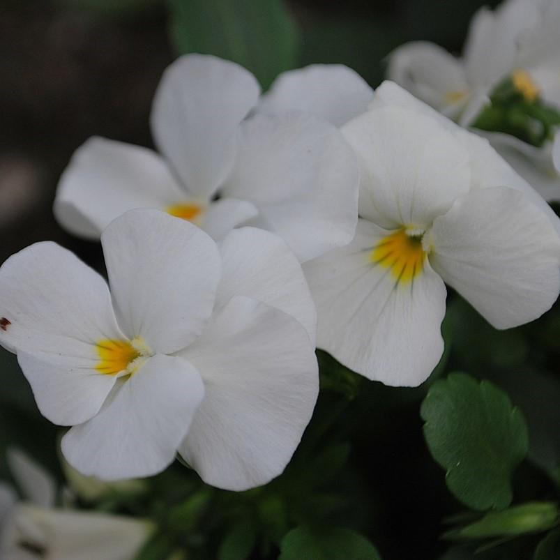 Viola cornuta 'Penny White' ~ Penny™ White Viola-ServeScape