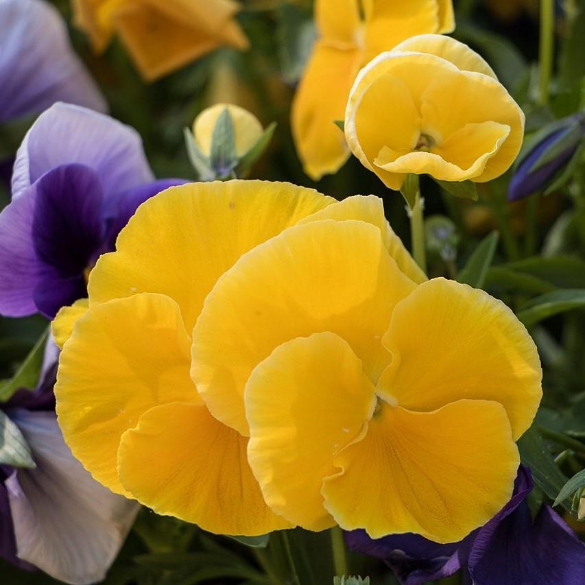 Viola x wittrockiana 'Cool Wave Golden Yellow' ~ Cool Wave® Golden Yellow Pansy-ServeScape
