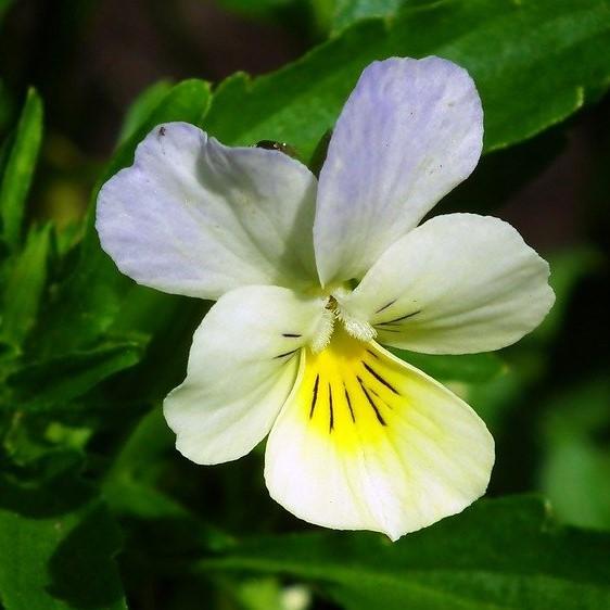 Viola x wittrockiana 'Cool Wave White' ~ Cool Wave® White Pansy-ServeScape