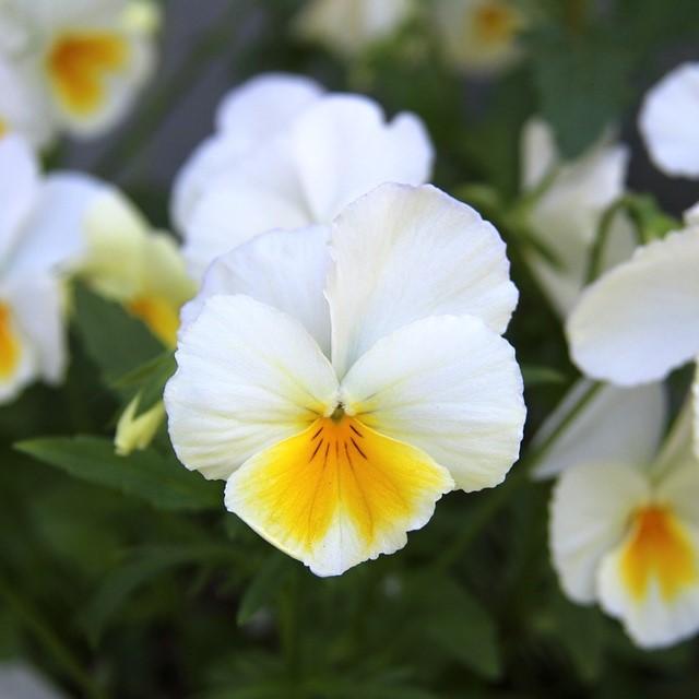 Viola x wittrockiana 'Cool Wave White' ~ Cool Wave® White Pansy-ServeScape