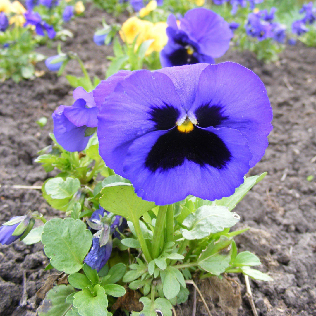 Viola x wittrockiana 'Delta Premium Blue Blotch ~ Delta™ Premium Blue Blotch Pansy-ServeScape