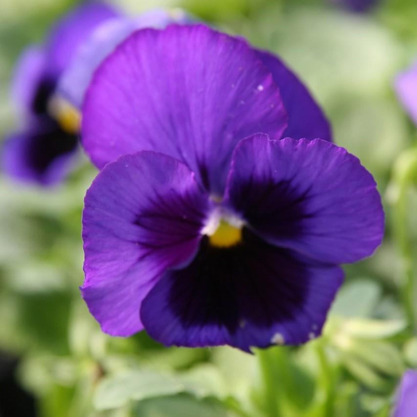 Viola x wittrockiana 'Delta Premium Blue Blotch ~ Delta™ Premium Blue Blotch Pansy-ServeScape