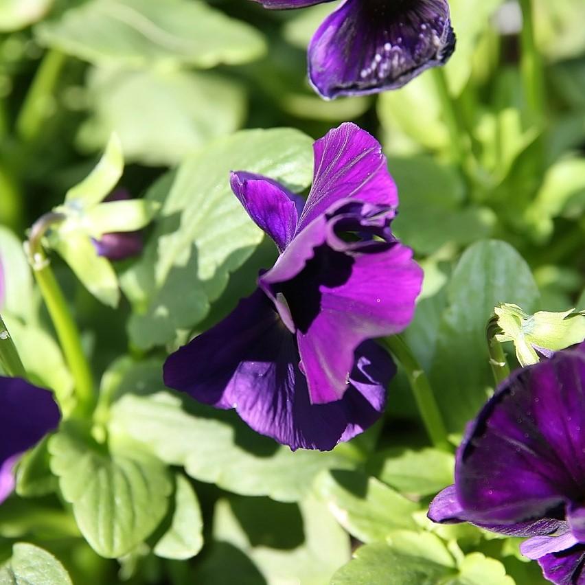Viola x wittrockiana 'Delta Premium Pure Violet' ~ Delta™ Premium Pure Violet Pansy-ServeScape