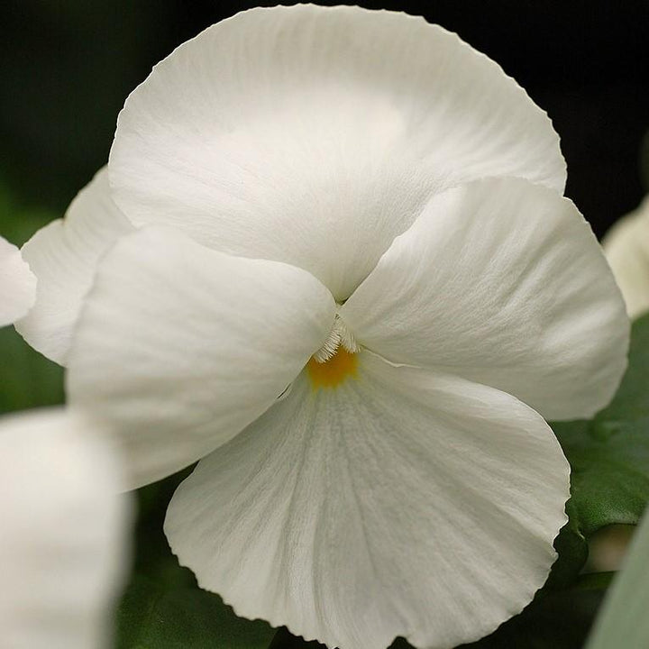 Viola x wittrockiana 'Delta Premium Pure White' ~ Delta™ Premium Pure White Pansy-ServeScape
