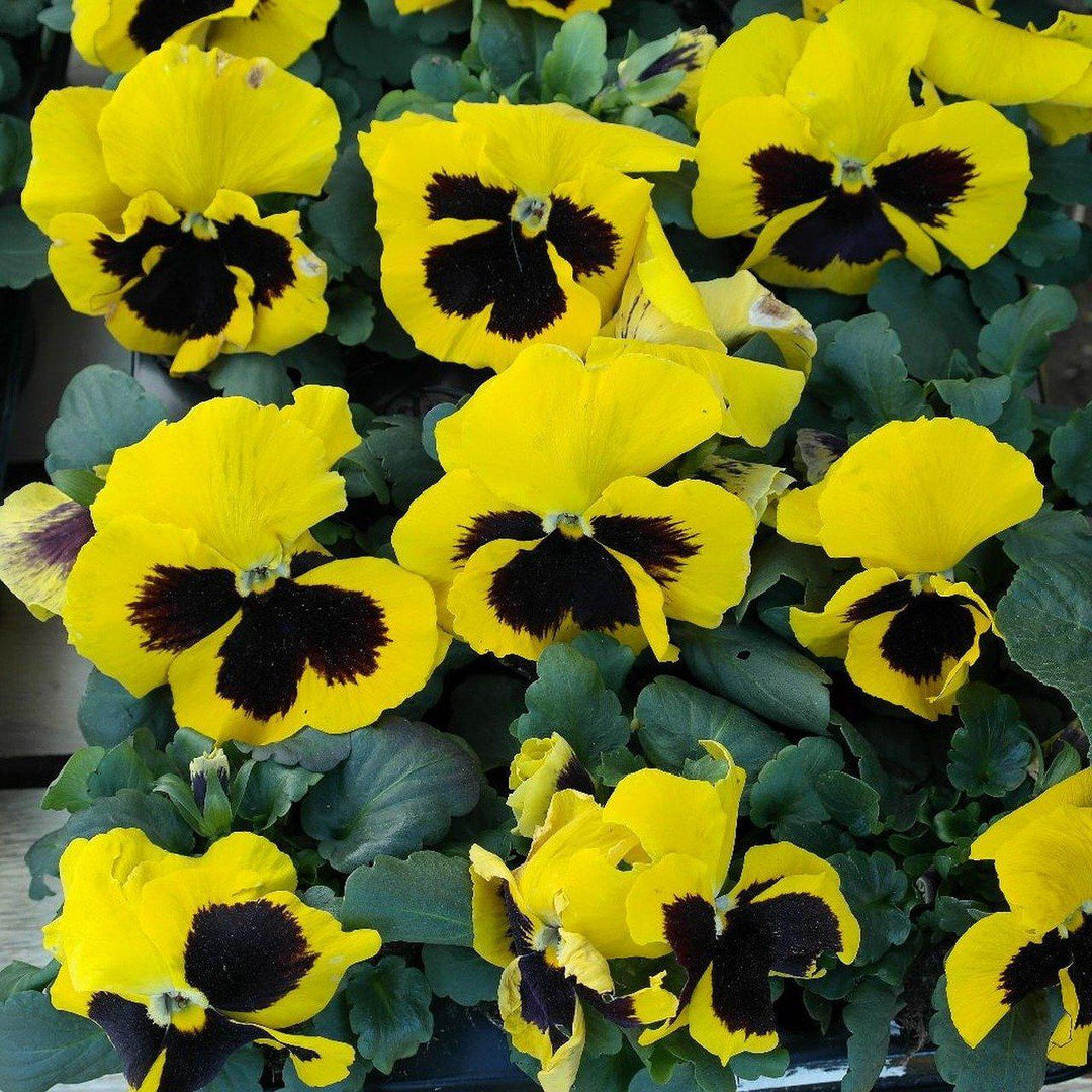 Viola x wittrockiana 'Delta Premium Yellow Blotch' ~ Delta™ Premium Yellow Blotch Pansy-ServeScape