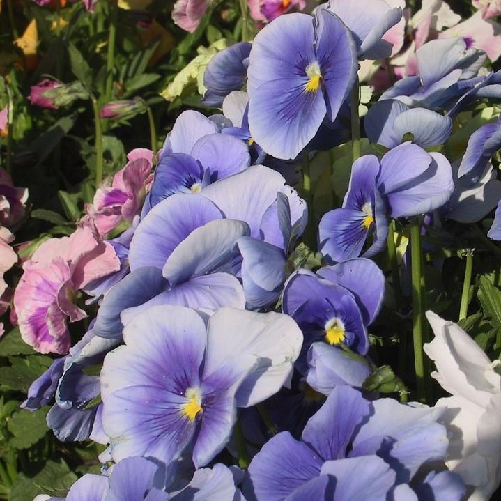 Viola x wittrockiana 'Delta Watercolors Mix' ~ Delta™ Watercolors Mix Pansy-ServeScape
