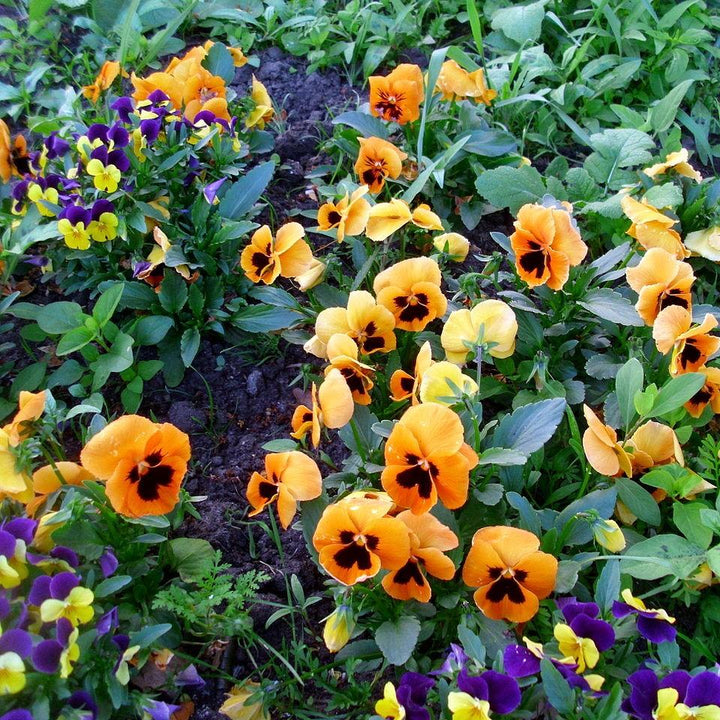 Viola x wittrockiana 'Inspire Plus Orange Blotch' ~ Inspire Plus® Orange Blotch Pansy-ServeScape