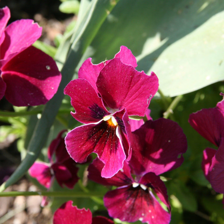 Viola x wittrockiana 'Nature Rose Pink' ~ Nature™ Rose Pink Pansy-ServeScape