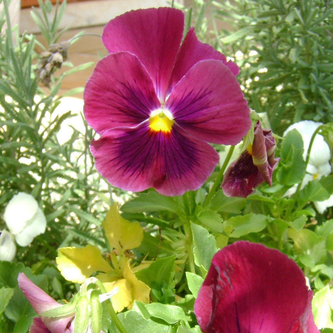 Viola x wittrockiana 'Nature Rose Pink' ~ Nature™ Rose Pink Pansy-ServeScape