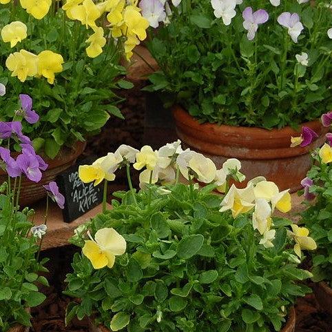 Colormax® Lemon Splash Viola - Viola cornuta 'Colormax Lemon Splash ...