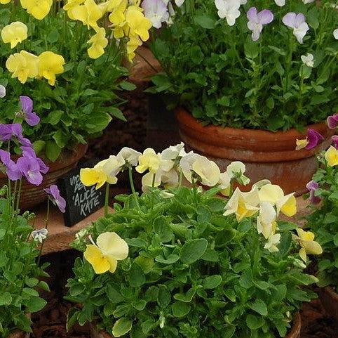 Viola cornuta 'Colormax Lemon Splash' ~ Colormax® Lemon Splash Viola-ServeScape