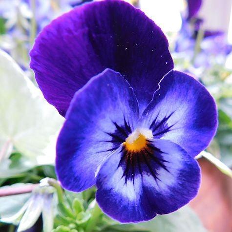 Viola cornuta 'Penny Denim Jump Up' ~ Penny™ Denim Jump Up Viola-ServeScape