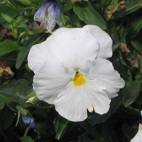 Viola x wittrockiana 'Inspire DeluXXe White' ~ Inspire DeluXXe® White Pansy-ServeScape