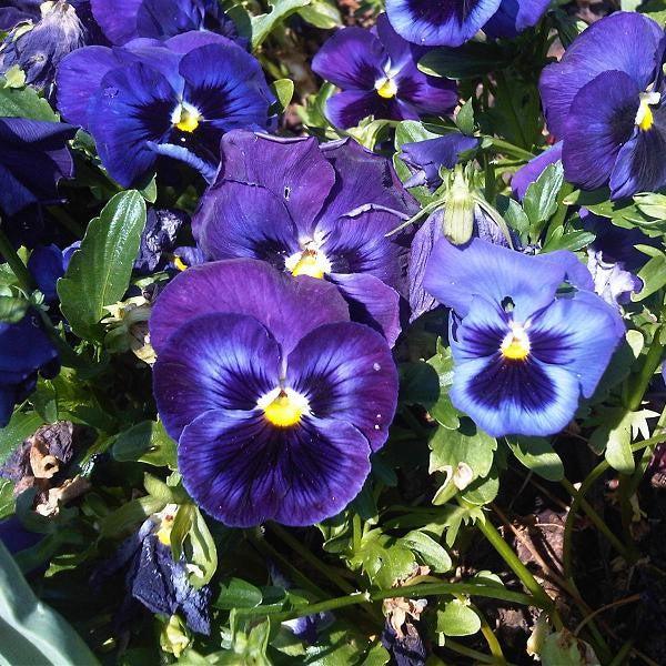 Viola x wittrockiana 'Inspire Plus Blue Velvet' ~ Inspire® Plus Blue Velvet Pansy-ServeScape