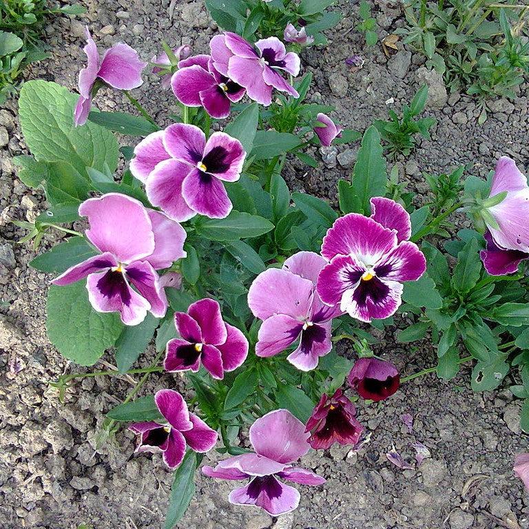 Viola x wittrockiana 'Mammoth Pink Berry' ~ Mammoth™ Pink Berry Pansy-ServeScape