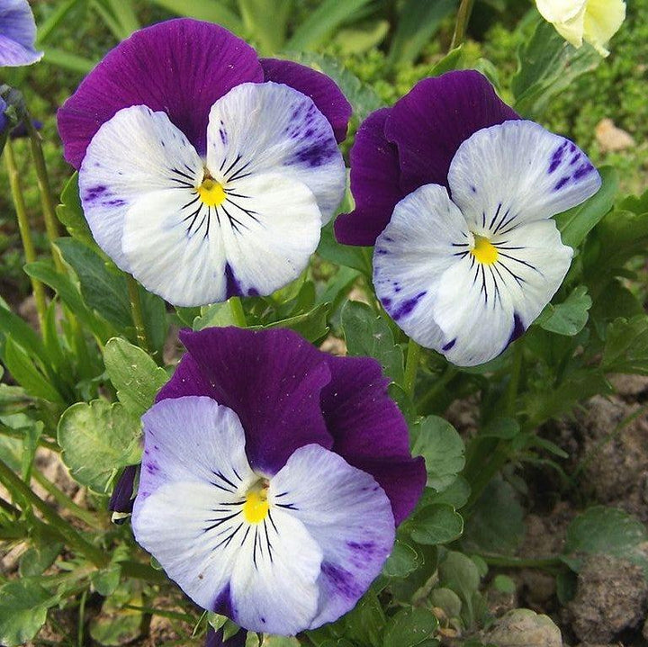 Viola x wittrockiana 'PAS835631' ~ Cool Wave® Violet Wing Pansy-ServeScape