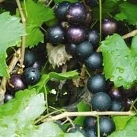 Vitis rotundifolia 'Cowart' ~ Cowart Muscadine Grape, Black Self Fertile - Delivered By ServeScape