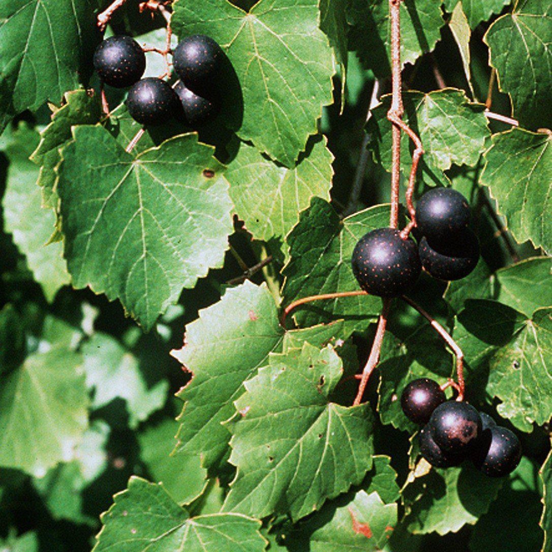 Vitis rotundifolia - Muscadine Grape, Scuppernong Grape - Delivered By ServeScape