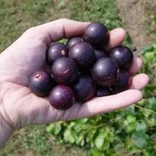 Vitis rotundifolia 'Nesbitt' ~ Nesbitt Muscadine Grape, Black Self Fertile - Delivered By ServeScape