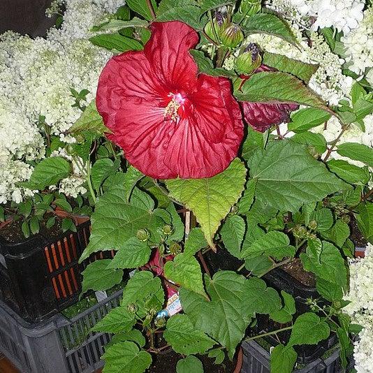 Hibiscus moscheutos 'Cocker' ~ Cristi™ Hibiscus-ServeScape