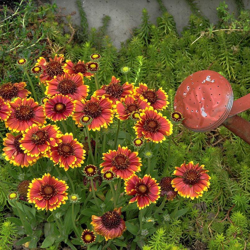 Gaillardia aristata 'Barbican Yellow Red Ring' ~ Barbican™ Yellow Red Ring Blanket Flower-ServeScape