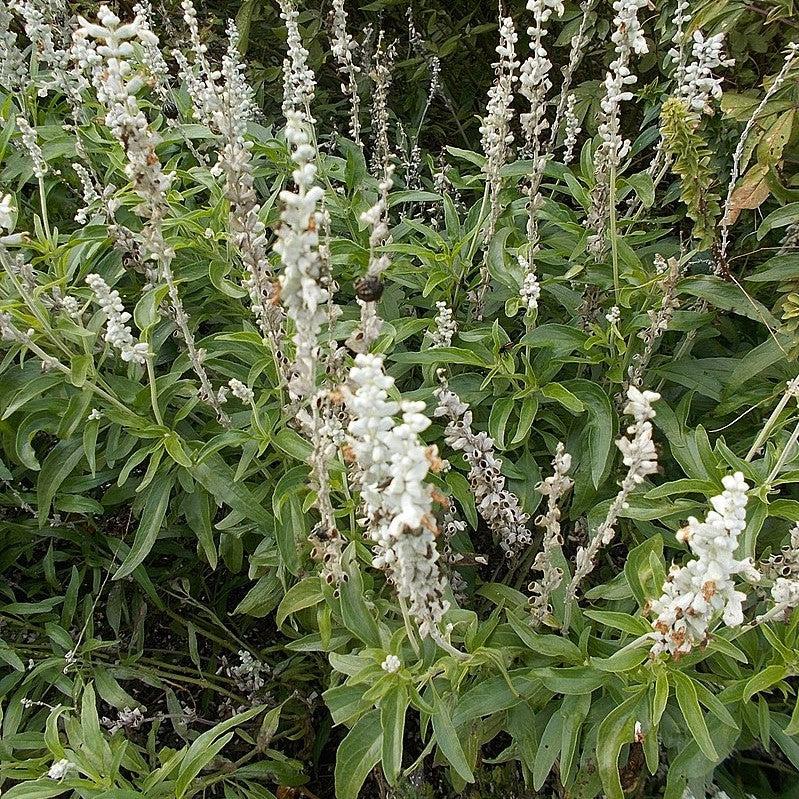 Salvia farinacea 'Victoria White' ~ Victoria™ White Salvia-ServeScape