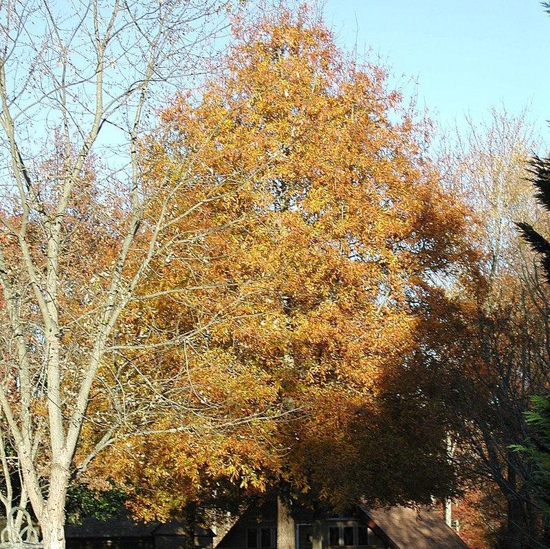 Quercus phellos 'RT3' ~ Upperton® Willow Oak-ServeScape