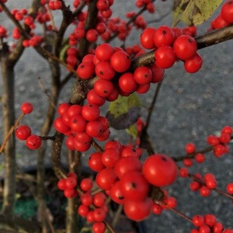 Ilex verticillata 'Winter Red' ~ Winter Red Winterberry-ServeScape