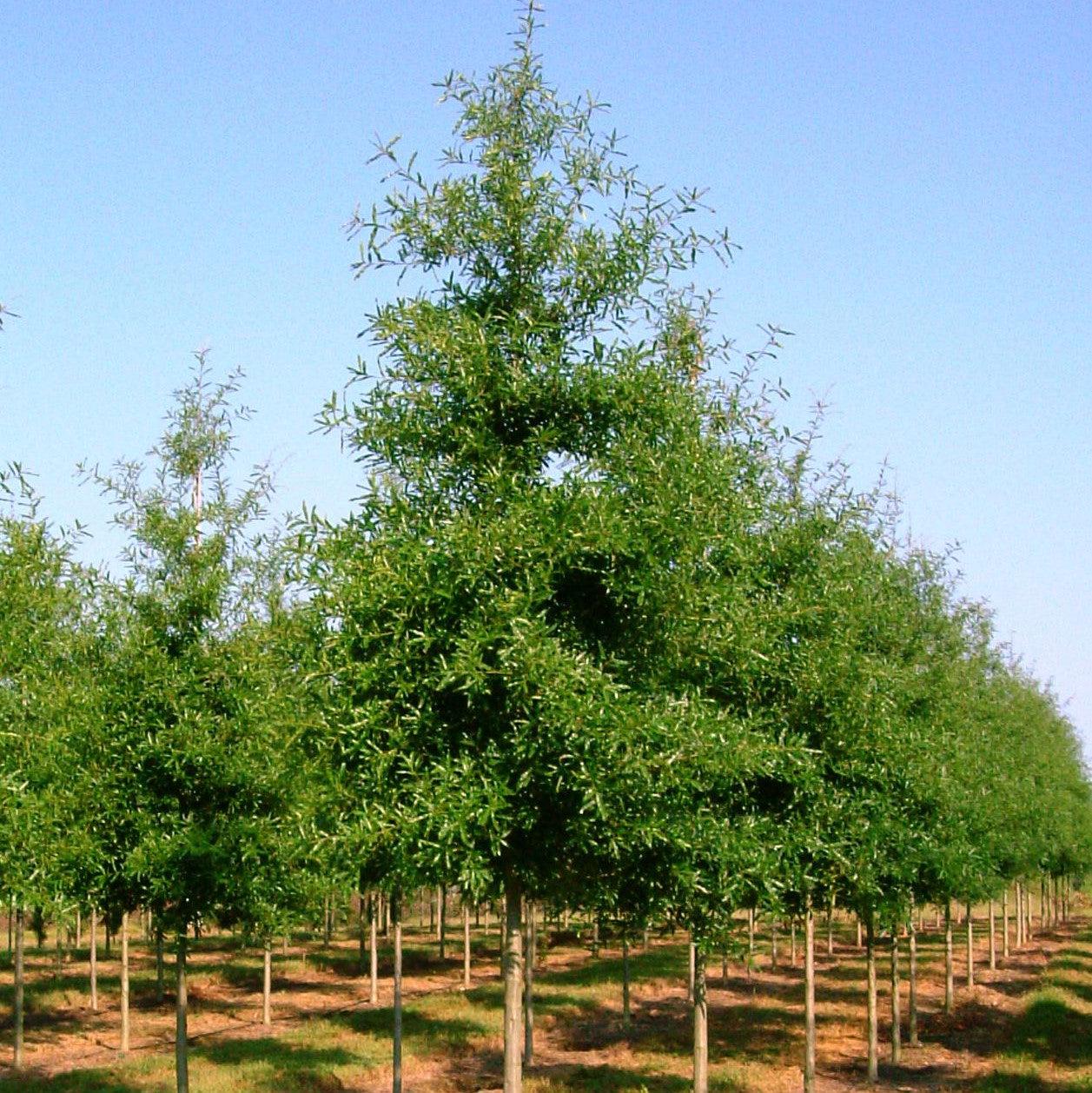 Quercus phellos ‘QPMTF’ ~ Wynstar® Willow Oak-ServeScape