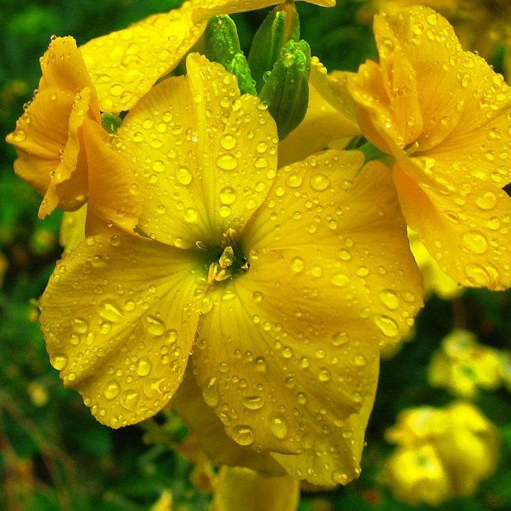 Erysimum cheiri 'Sugar Rush Yellow' ~ Sugar Rush™ Yellow Wallflower-ServeScape