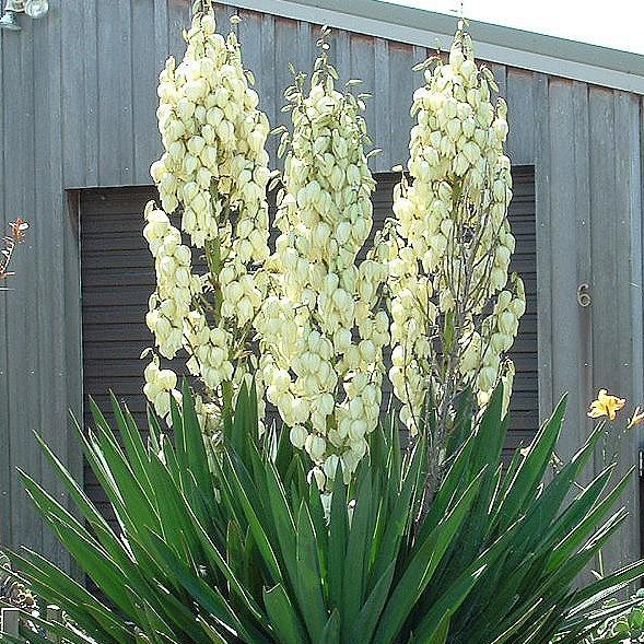 Yucca filamentosa ~ Adam's Needle, Yucca - Delivered By ServeScape
