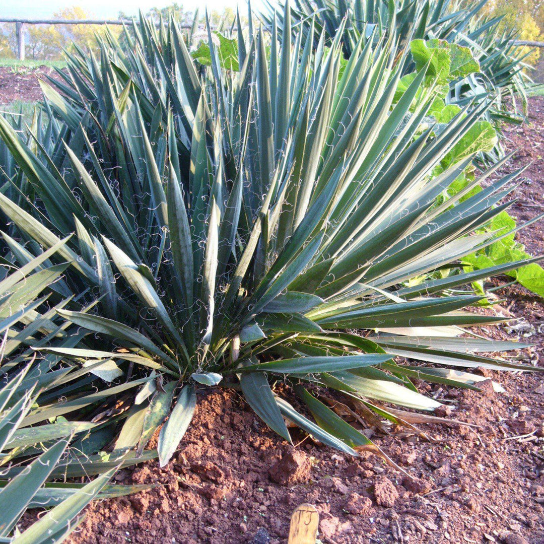 Yucca filamentosa 'Ivory Towers' ~ Ivory Towers Yucca - Delivered By ServeScape