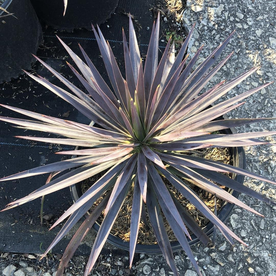 Magenta Magic Yucca - Yucca filamentosa 'Magenta Magic' – ServeScape