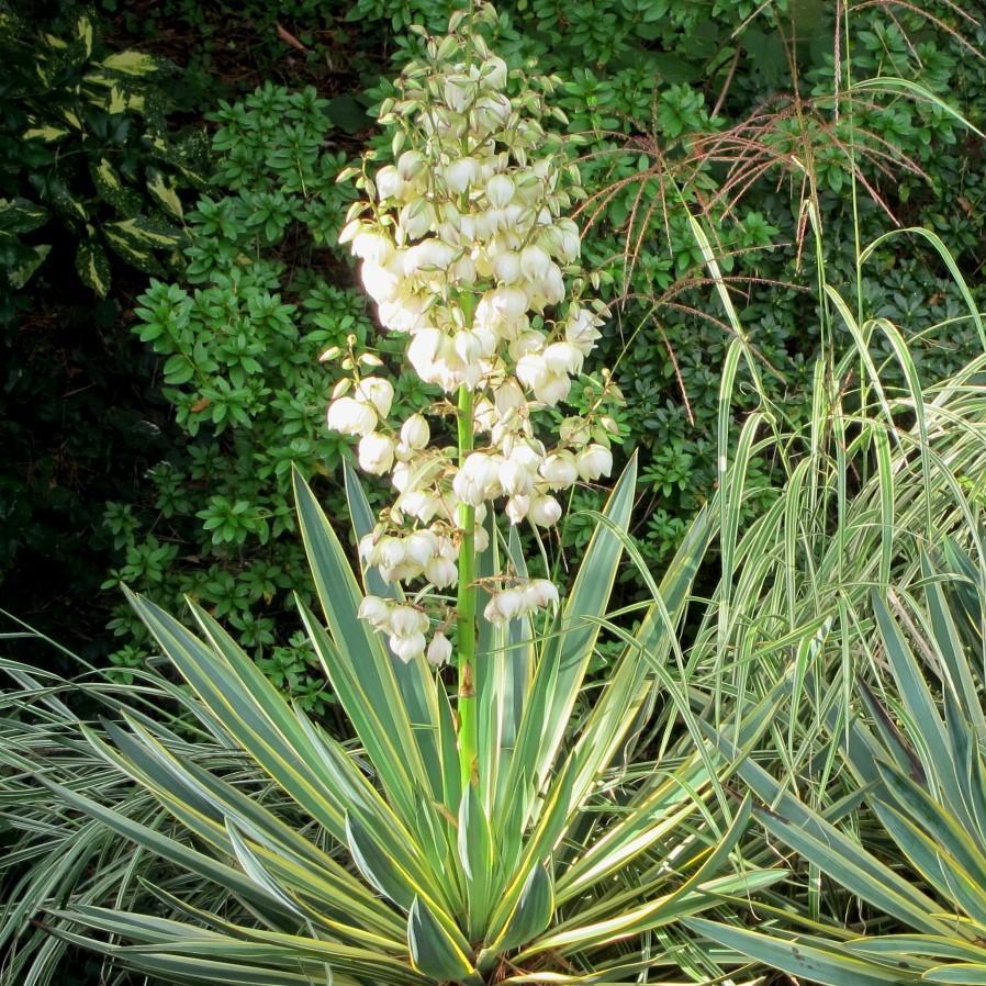 Yucca gloriosa 'Variegata' ~ Variegated Yucca-ServeScape