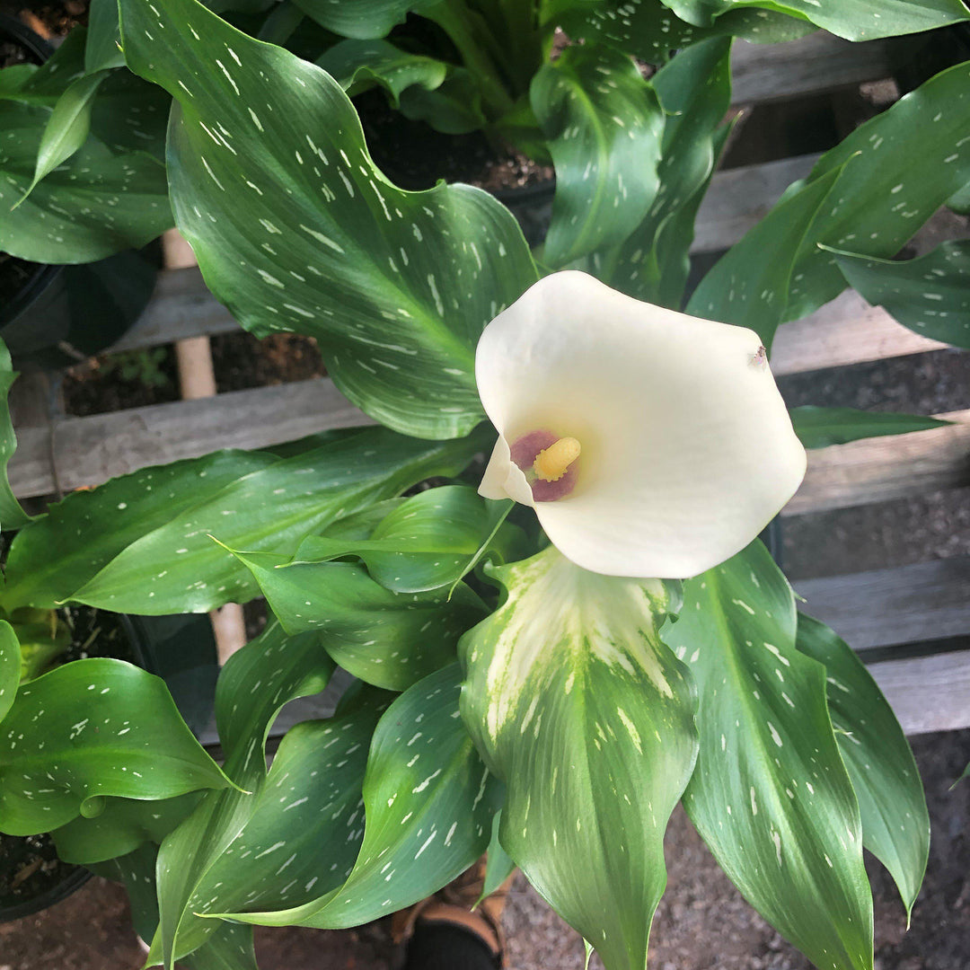Zantedeschia aethiopica ~ Calla Lily-ServeScape