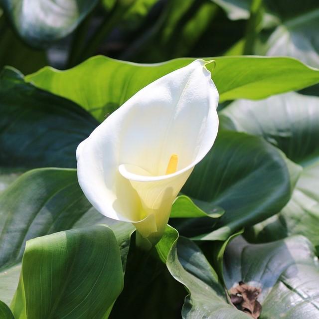 Zantedeschia aethiopica ~ Calla Lily, White-ServeScape