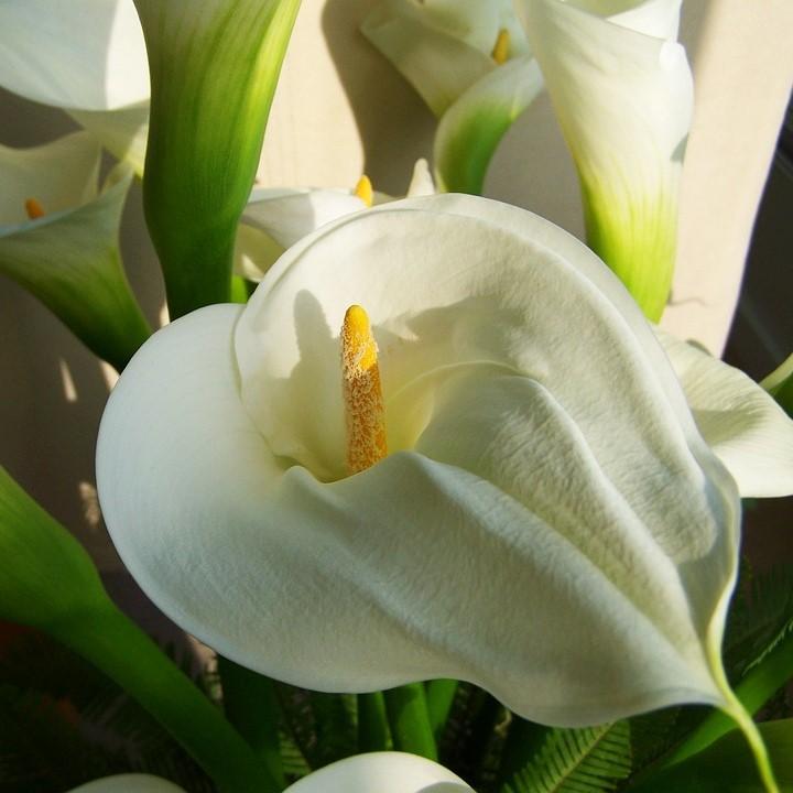 Zantedeschia aethiopica ~ Calla Lily, White-ServeScape