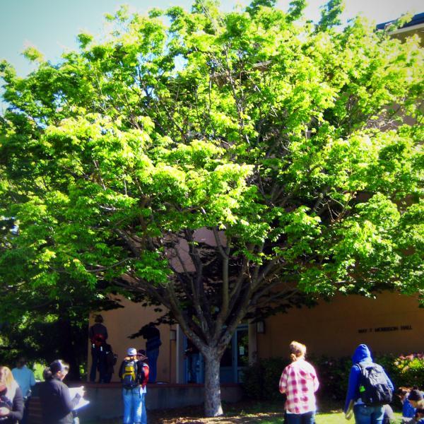 Zelkova serrata 'Green Vase' ~ Japanese Zelkova - Delivered By ServeScape