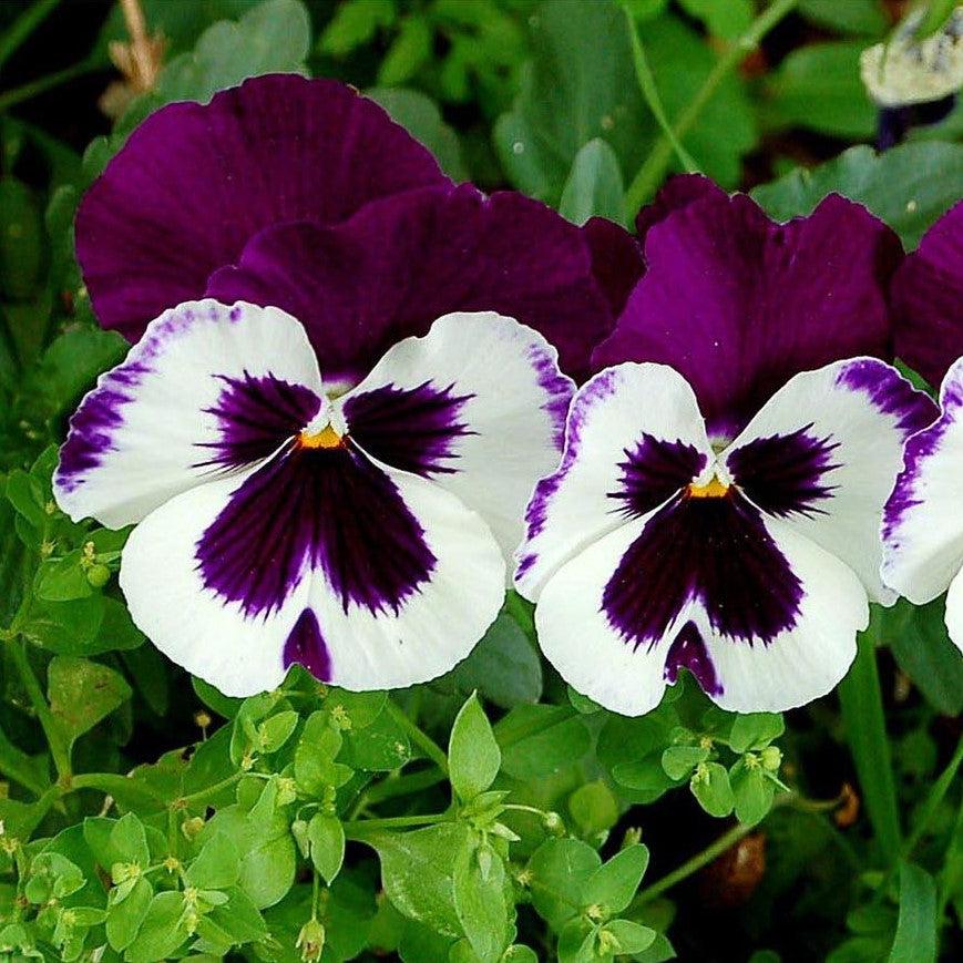 Viola x wittrockiana 'Inspire DeluXXe White Violet Wing' ~ Inspire DeluXXe® White Violet Wing Pansy-ServeScape