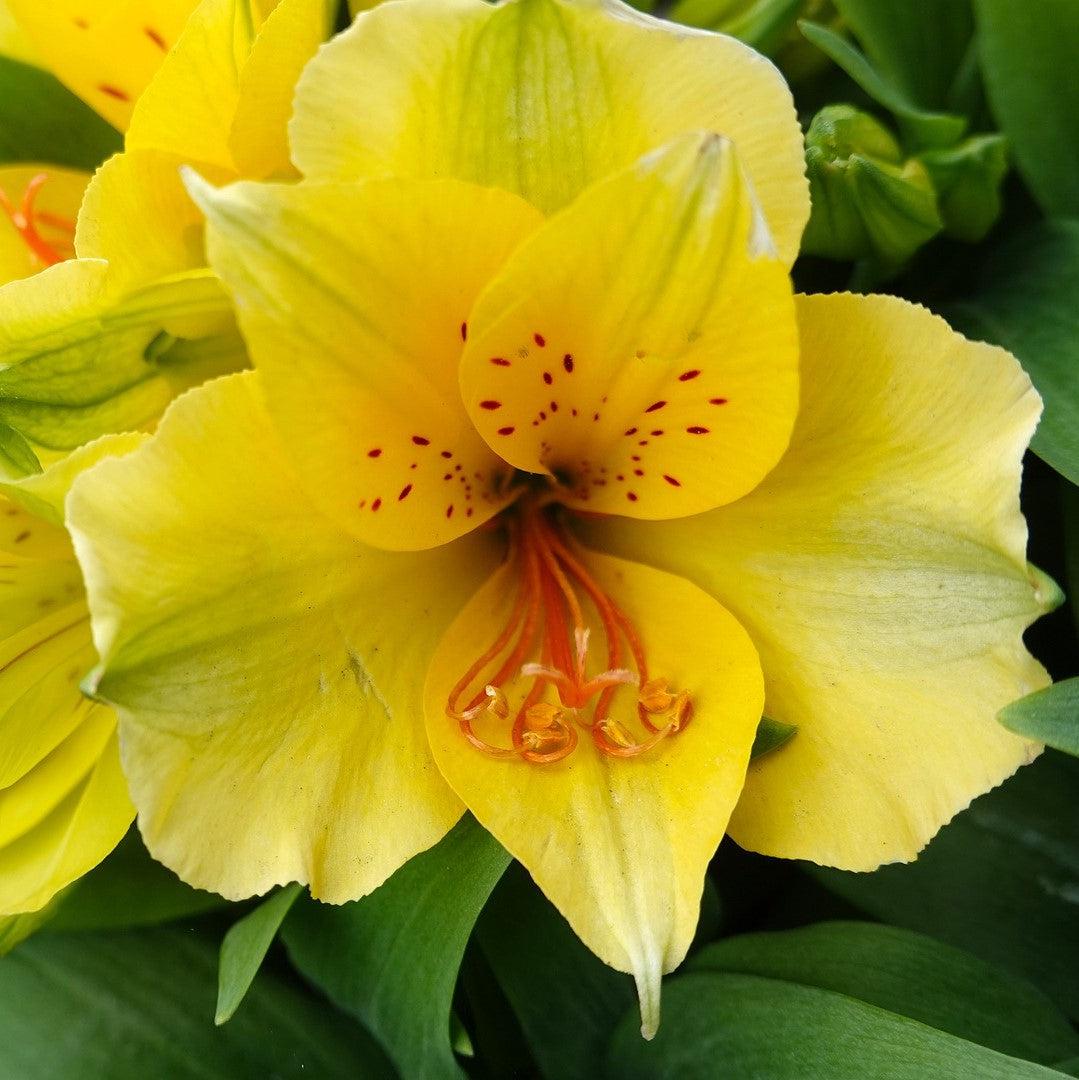 Alstroemeria x 'Zaprilisa' ~ Colorita® Lisa® Peruvian Lily-ServeScape