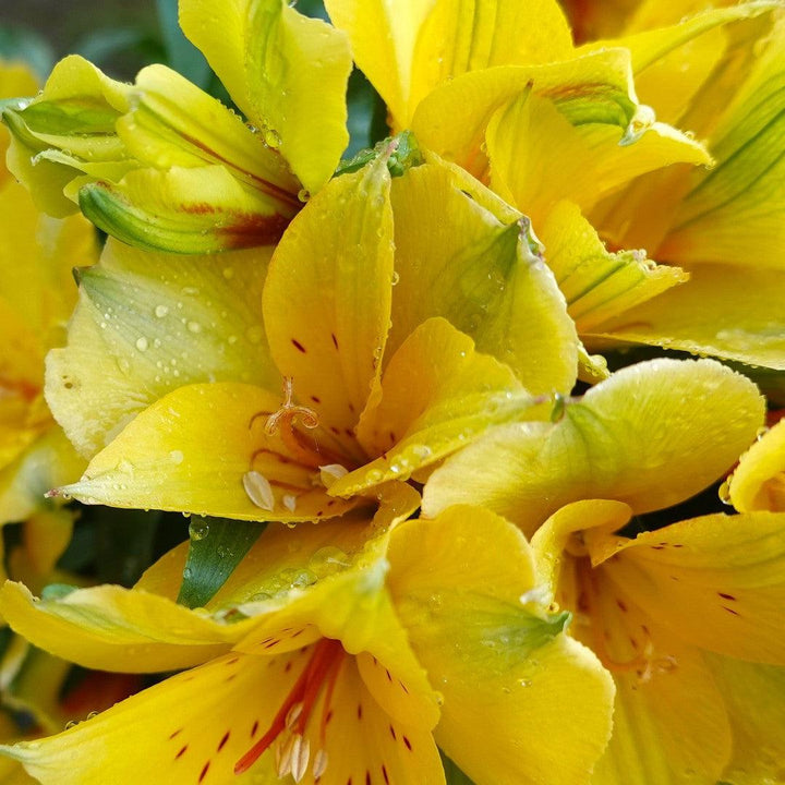 Alstroemeria x 'Zaprilisa' ~ Colorita® Lisa® Peruvian Lily-ServeScape
