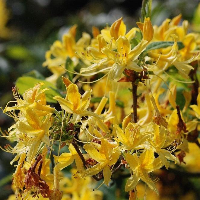 Rhododendron 'Jane's Gold' ~ Jane's Gold Native Azalea-ServeScape