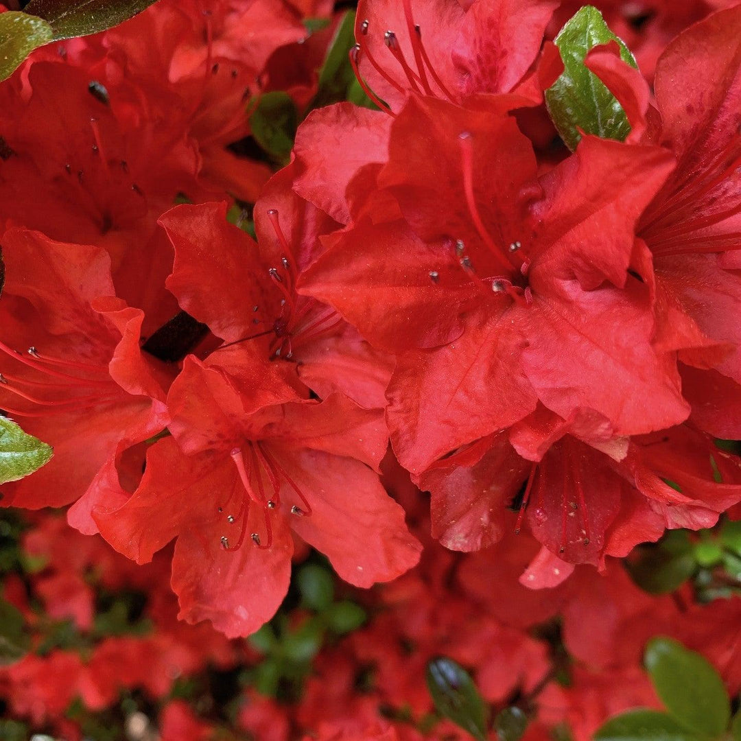 Rhododendron 'Jay Valentine' ~ Jay Valentine Azalea-ServeScape