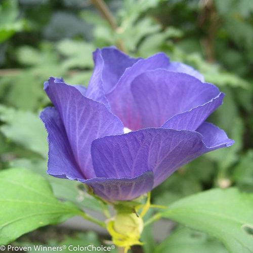 Hibiscus syriacus 'DVPazurri' ~ Azurri Blue Satin® Rose of Sharon-ServeScape